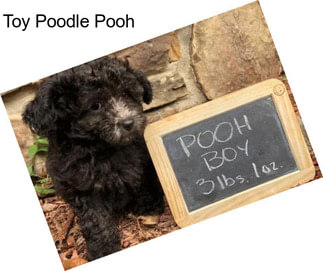 Toy Poodle Pooh