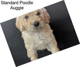 Standard Poodle Auggie