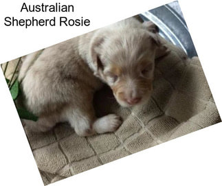Australian Shepherd Rosie