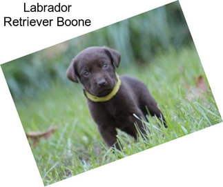 Labrador Retriever Boone