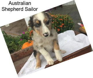 Australian Shepherd Sailor