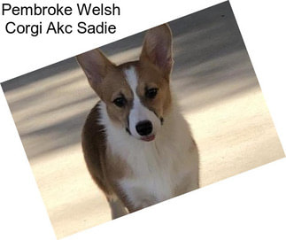 Pembroke Welsh Corgi Akc Sadie