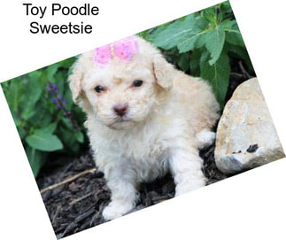 Toy Poodle Sweetsie