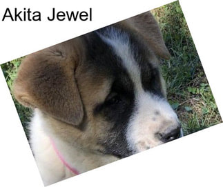 Akita Jewel