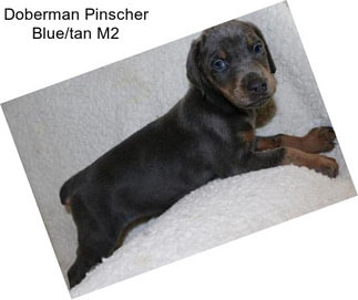 Doberman Pinscher Blue/tan M2