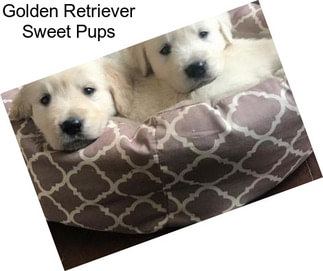 Golden Retriever Sweet Pups