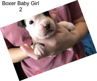 Boxer Baby Girl 2