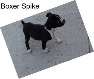 Boxer Spike