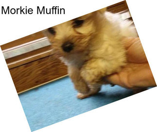 Morkie Muffin