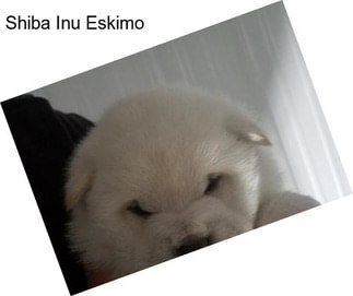 Shiba Inu Eskimo