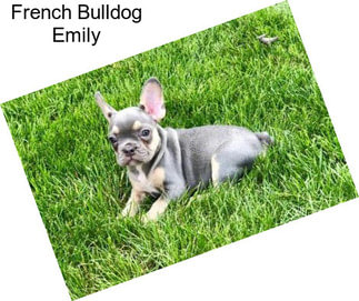 French Bulldog Emily