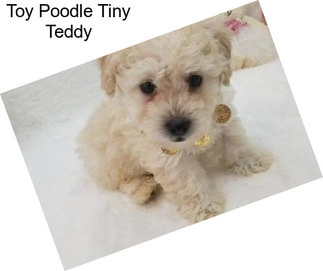 Toy Poodle Tiny Teddy