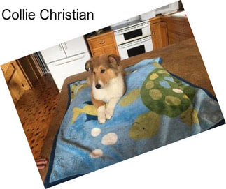 Collie Christian