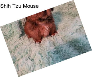 Shih Tzu Mouse
