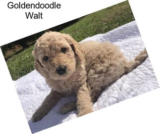 Goldendoodle Walt