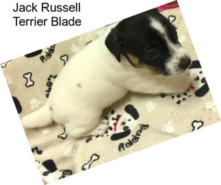 Jack Russell Terrier Blade