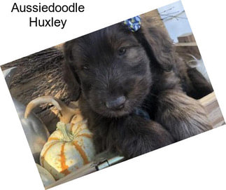 Aussiedoodle Huxley