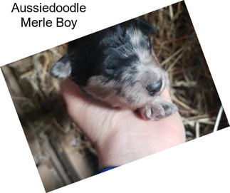 Aussiedoodle Merle Boy