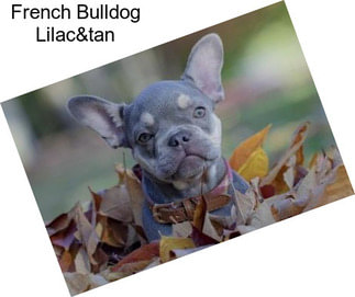French Bulldog Lilac&tan