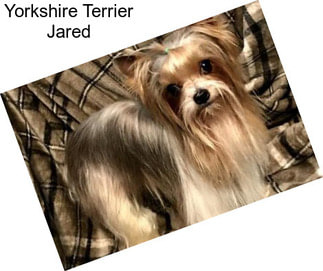 Yorkshire Terrier Jared