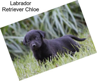 Labrador Retriever Chloe