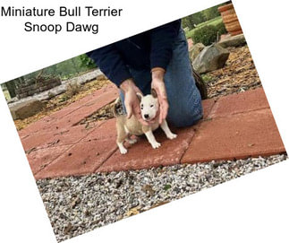 Miniature Bull Terrier Snoop Dawg