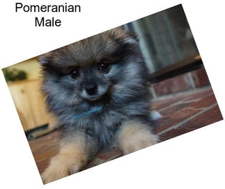 Pomeranian Male