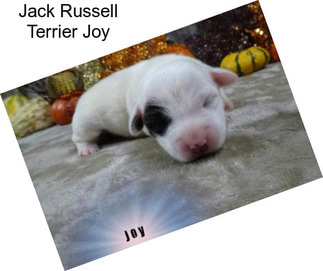 Jack Russell Terrier Joy