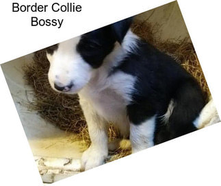 Border Collie Bossy