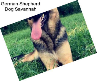 German Shepherd Dog Savannah