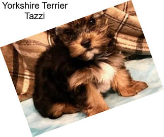 Yorkshire Terrier Tazzi