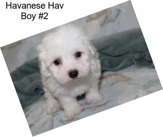 Havanese Hav Boy #2