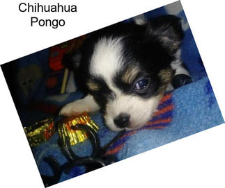 Chihuahua Pongo