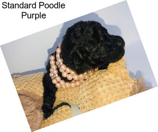 Standard Poodle Purple