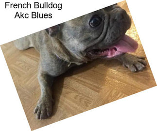 French Bulldog Akc Blues