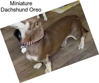 Miniature Dachshund Oreo