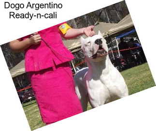 Dogo Argentino Ready-n-cali