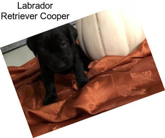 Labrador Retriever Cooper