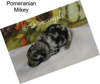 Pomeranian Mikey