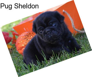 Pug Sheldon