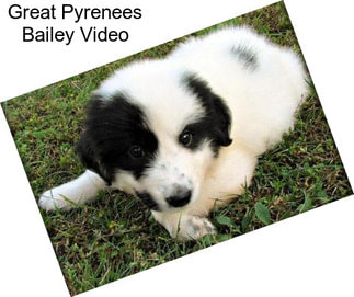 Great Pyrenees Bailey Video