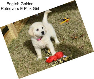 English Golden Retrievers E Pink Girl