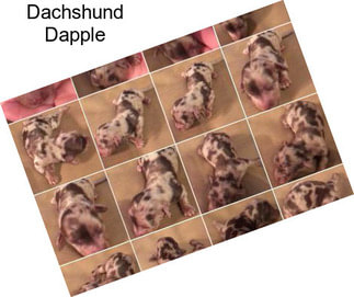 Dachshund Dapple