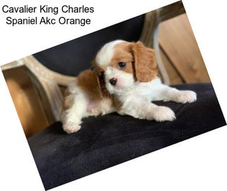 Cavalier King Charles Spaniel Akc Orange