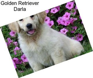 Golden Retriever Darla