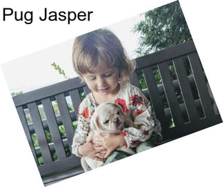 Pug Jasper