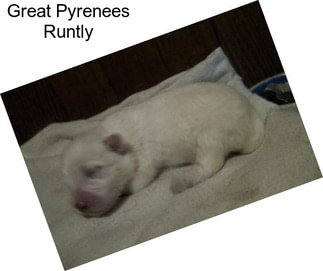 Great Pyrenees Runtly