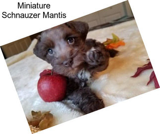 Miniature Schnauzer Mantis