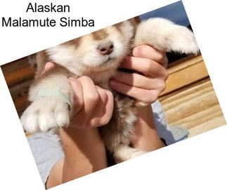 Alaskan Malamute Simba