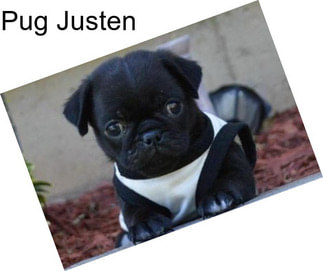 Pug Justen